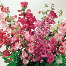 Penstemon hartwegii 'Sensation Mixed'