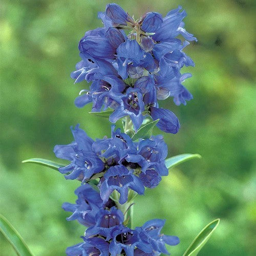 Penstemon heterophyllus 'Züriblau'