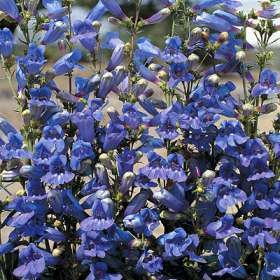 Penstemon heterophyllus 'Züriblau'