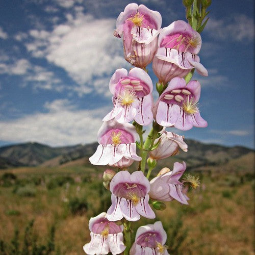 Penstemon palmeri