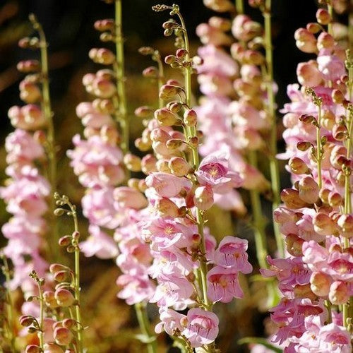 Penstemon palmeri