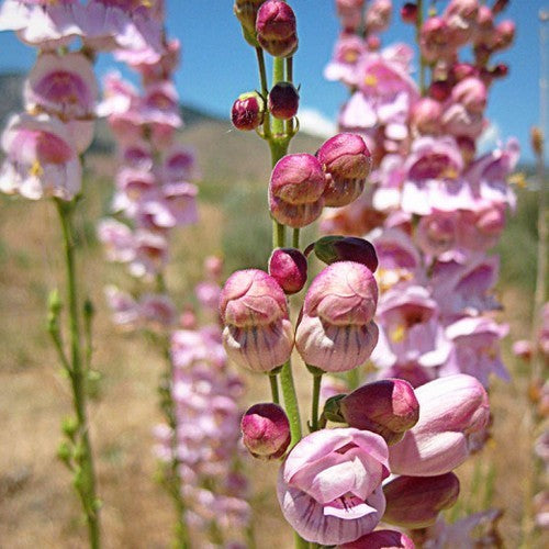 Penstemon palmeri