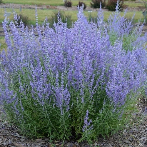 Perovskia atriplicifolia