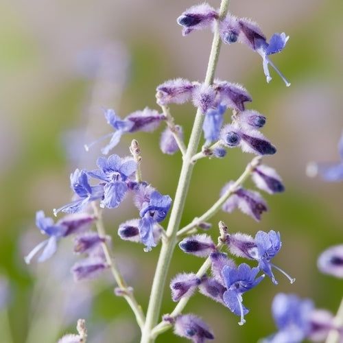 Perovskia atriplicifolia