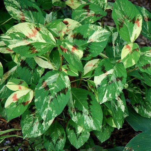Persicaria virginiana 'Painter'S Palette''