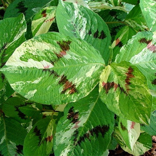 Persicaria virginiana 'Painter'S Palette''