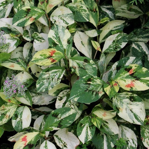 Persicaria virginiana 'Painter'S Palette''