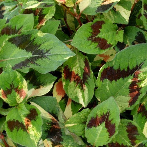 Persicaria virginiana 'Painter'S Palette''