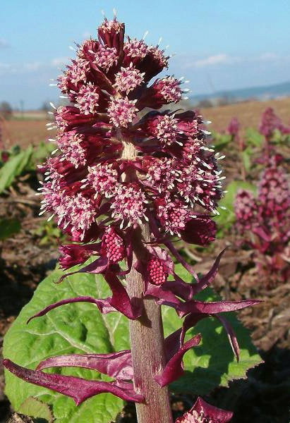 Petasites hybridus