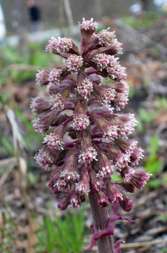 Petasites hybridus