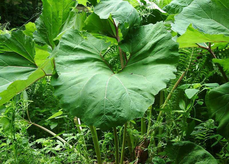 Petasites hybridus