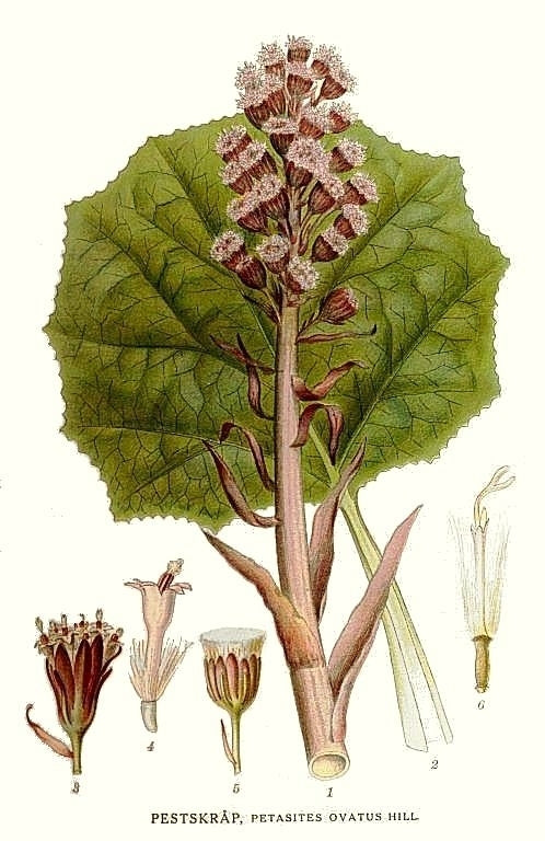 Petasites hybridus