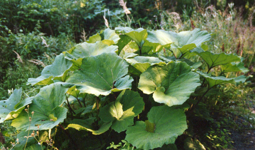 Petasites hybridus