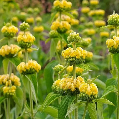 Phlomis russeliana