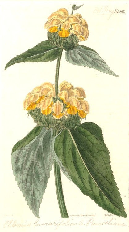 Phlomis russeliana