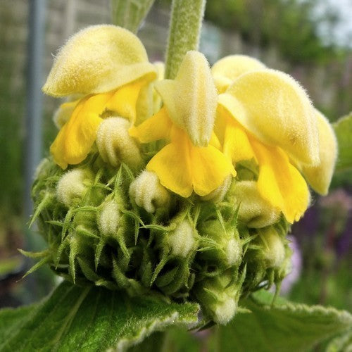 Phlomis russeliana