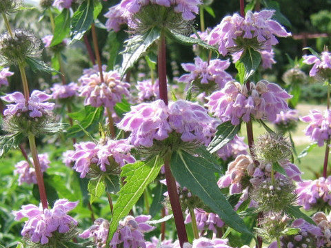 Phlomis tuberosa