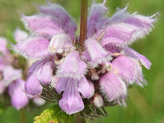 Phlomis tuberosa