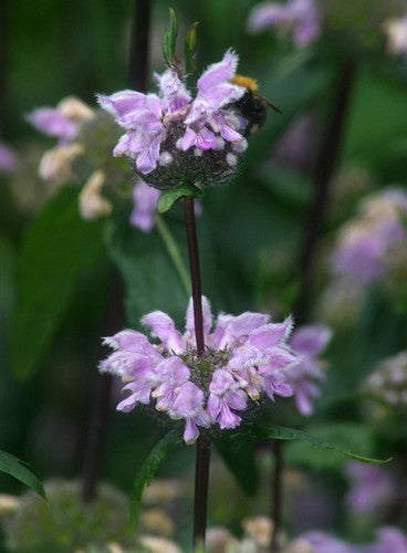 Phlomis tuberosa