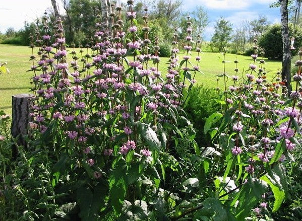 Phlomis tuberosa