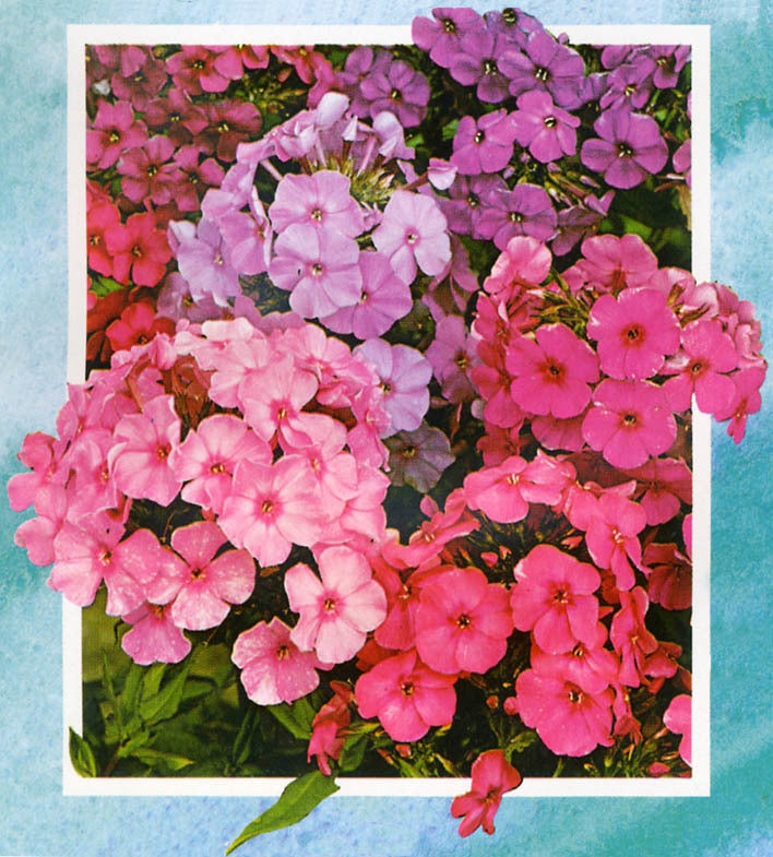 Phlox paniculata 'Mix'