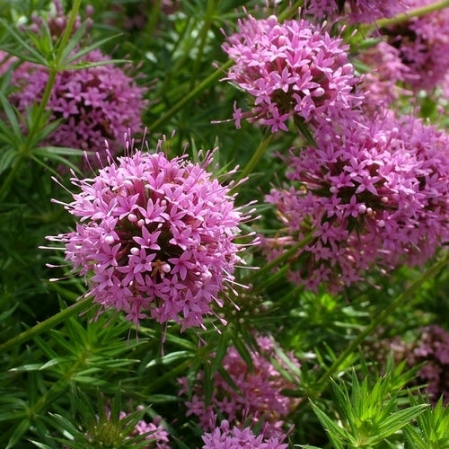 Phuopsis stylosa