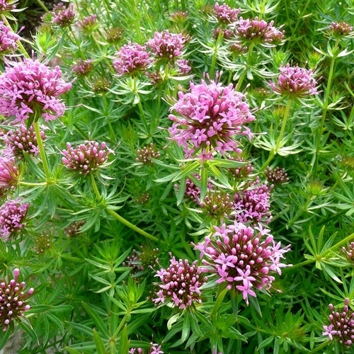 Phuopsis stylosa