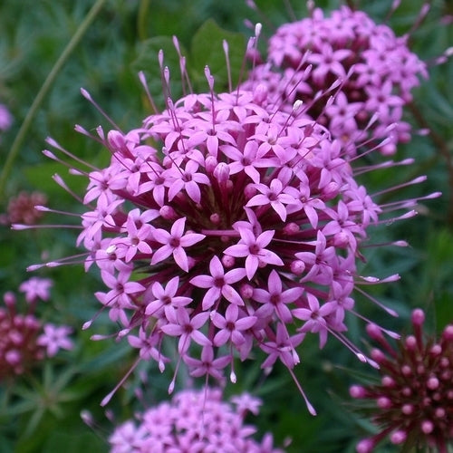 Phuopsis stylosa