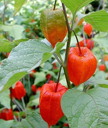 Physalis alkekengi var franchetii 'Gigantea'