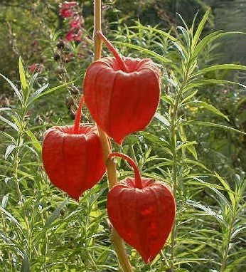 Physalis alkekengi var franchetii 'Gigantea'