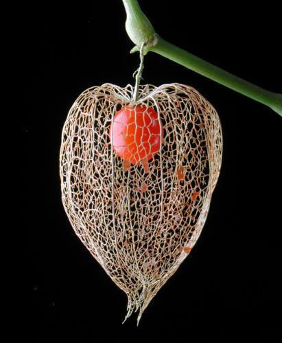 Physalis alkekengi var franchetii 'Gigantea'