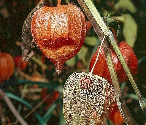 Physalis alkekengi var franchetii 'Gigantea'