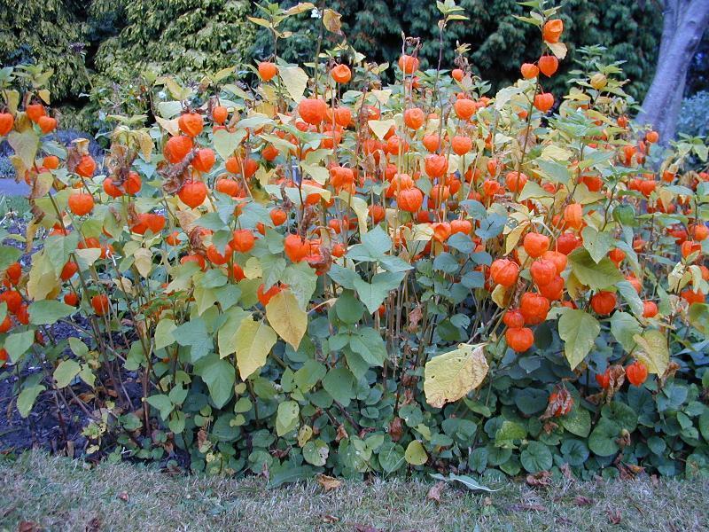 Physalis alkekengi var franchetii 'Gigantea'