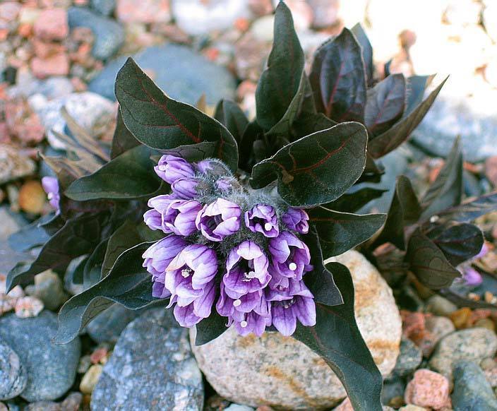 Physochlaina orientalis