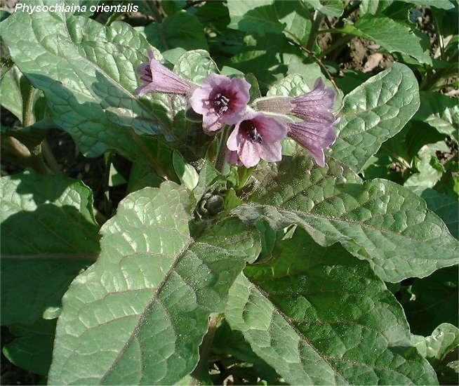 Physochlaina orientalis