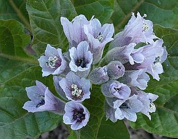 Physochlaina orientalis
