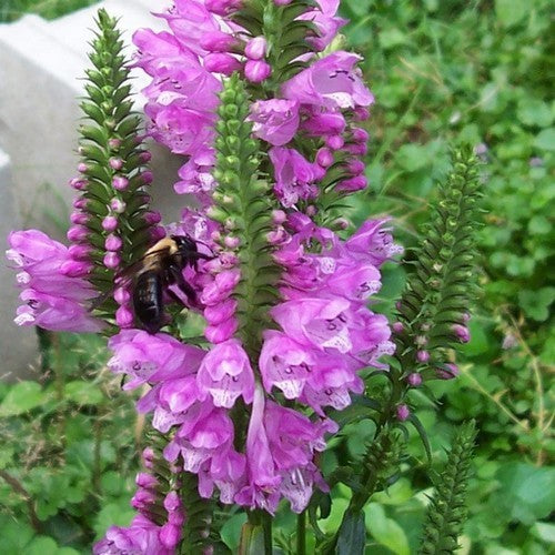 Physostegia virginiana 'Rosea'