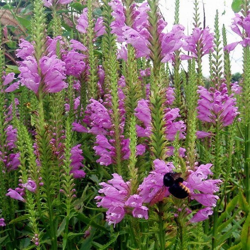 Physostegia virginiana 'Rosea'