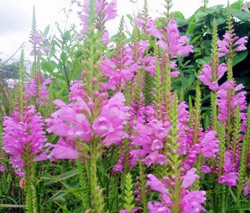 Physostegia virginiana 'Rosea'