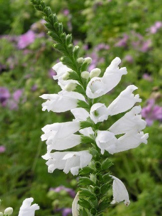 Physostegia virginiana 'Sneeuwkroon'