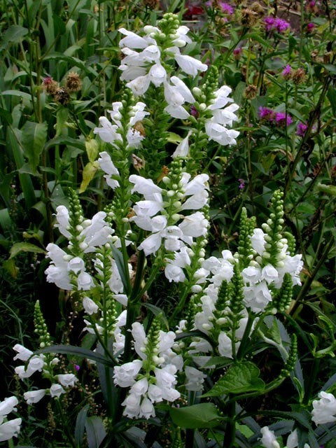 Physostegia virginiana 'Sneeuwkroon'