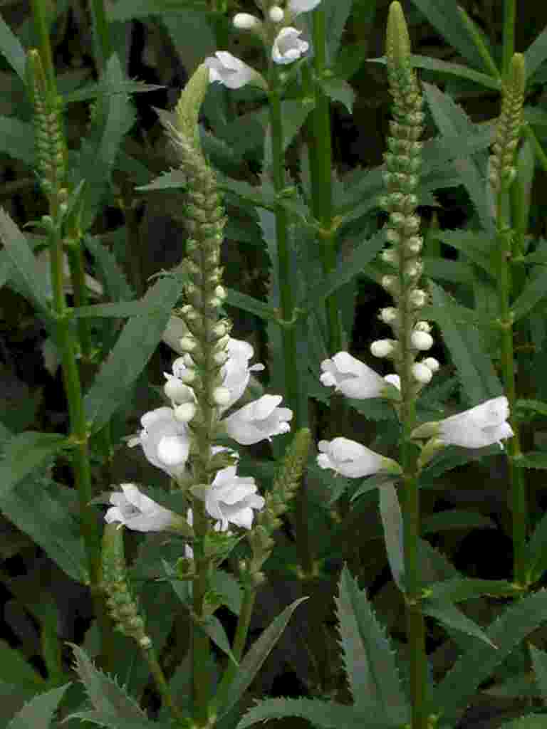 Physostegia virginiana 'Sneeuwkroon'