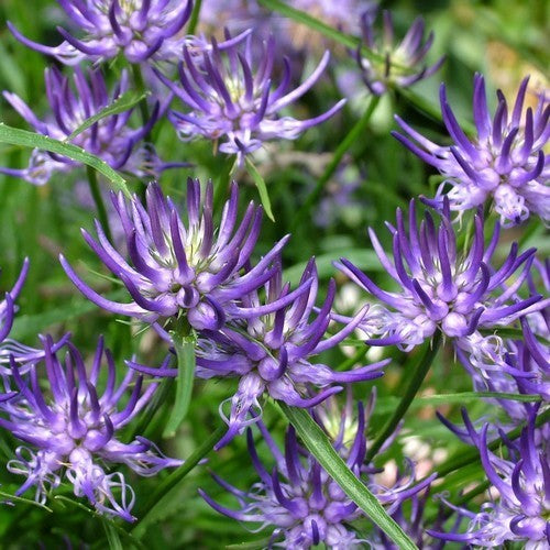Phyteuma scheuchzeri