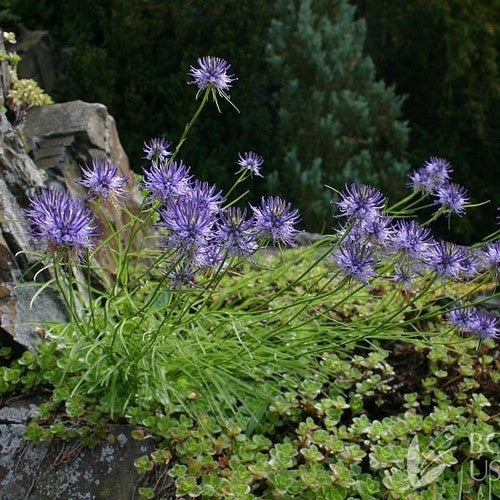 Phyteuma scheuchzeri