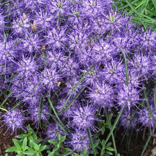 Phyteuma scheuchzeri