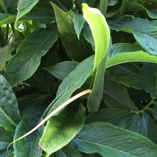 Pinellia pedatisecta