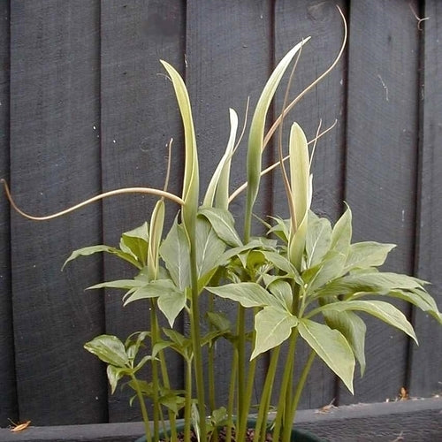 Pinellia pedatisecta