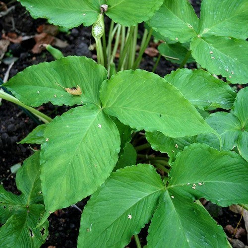 Pinellia tripartita