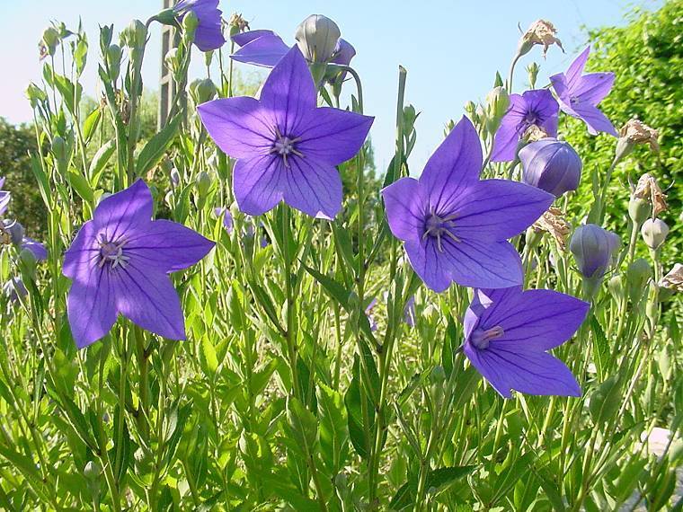 Platycodon grandiflorus 'Blue'