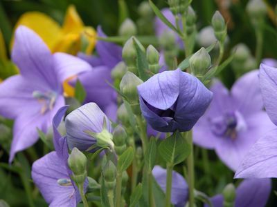 Platycodon grandiflorus 'Blue'